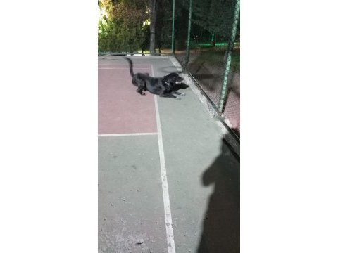 2 yaşında labrador ismi oreo açıklama