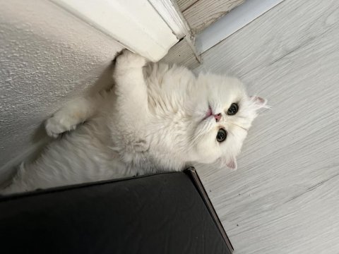 1 ve 2 yaşında safkan british longhair dişi kedilerim