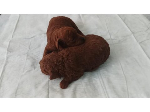 Dark brown poodle yavrularımız