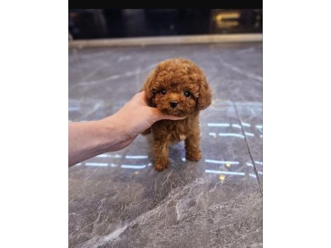 Toy poodle yavrularım orijinal