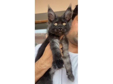Xxxl siyah duman dev kız maine coon