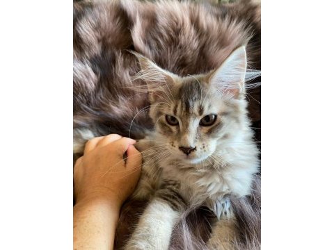 Anne altından maine coon