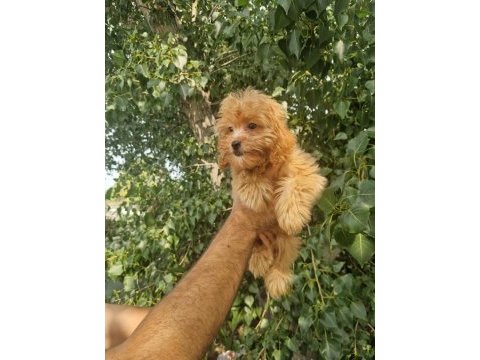 A kalite tüy dökmeyen maltipoo yavrular