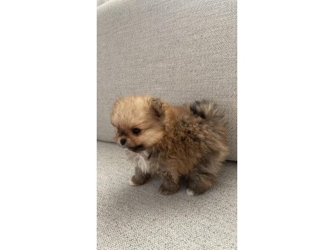 Pomeranian yavrularımız yeni ailesini arıyor