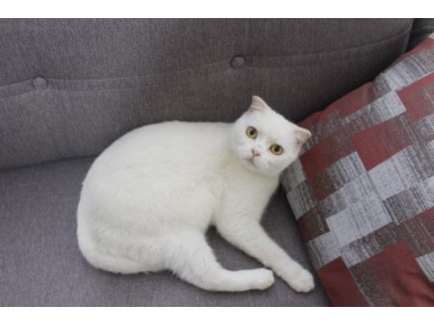 Safkan british shorthair yavru