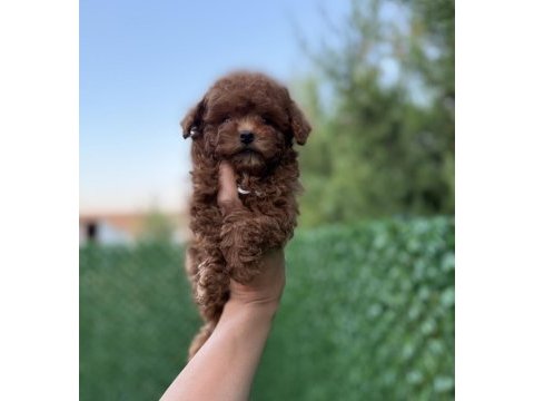Aşılı karneli toypoodle  yavrularımız 