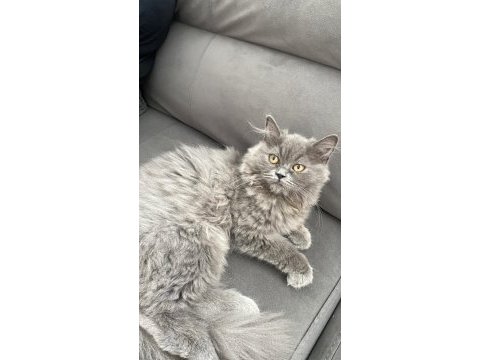 Güzel british longhair kızımız yeni sahibini bekliyor