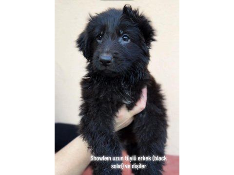 Düşük bel uzun tüylü erkek alman kurdu