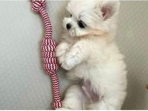 Mini boy maltese bebeklerimiz 