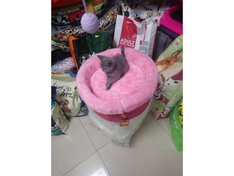 Kedimiz yeni yuvasını arıyor