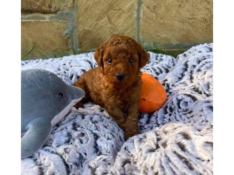Toy poodle yavrular minik ve sevimli