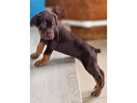 Profesyonel üretim çiftliğinden doberman yavrular