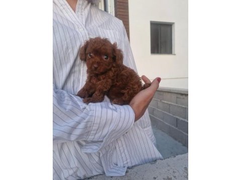 Dark brown teacup kore poodle bebekler
