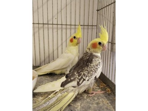 45 günlük yeni yeme düşmüş ısırma bilmez sultan bebekler