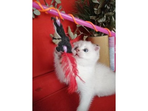 Scottish fold 55 günlük kedimiz