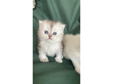 British longhair bebişler
