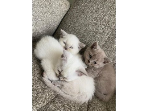55 günlük blue point yavrular british shorthair