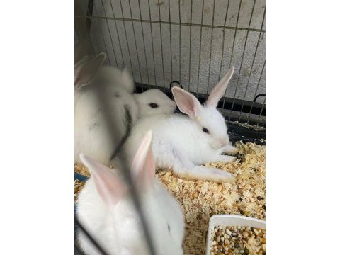 Erkut petten renk renk yavru tavşanlar