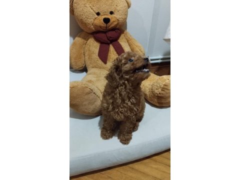 Acil toy poodle