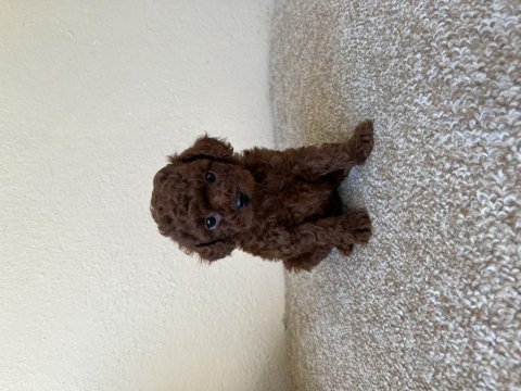Muhteşem yüz renk ve tüy kalitesine sahip poodle bebekler