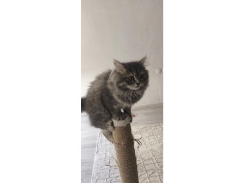 Pofuduk şivava kızım uysal aşırı güzel huylu