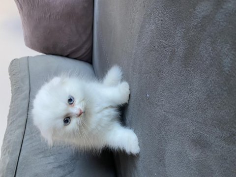 Saf kan şecereli 50 günlük erkek ve dişi scottish fold