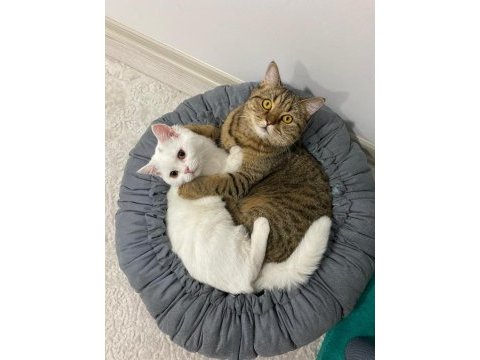 British shorthair 4,5 aylık 9 aylık bursa