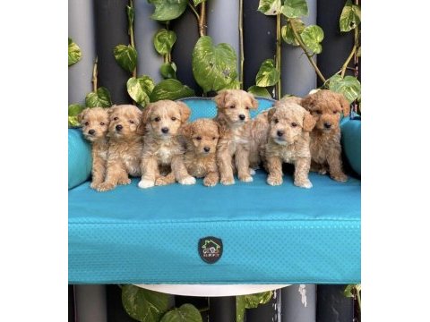 A kalite maltipoo yavrular