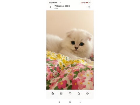 Anne baba secereli 3 aylık scottish fold long hair silver