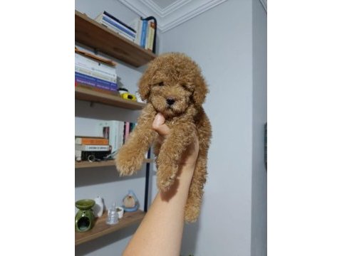 Eşsiz poodle köpeklerimiz