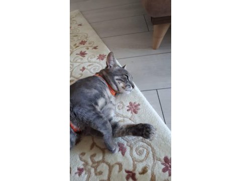 Cins gri british shorthair erkek 10 aylık