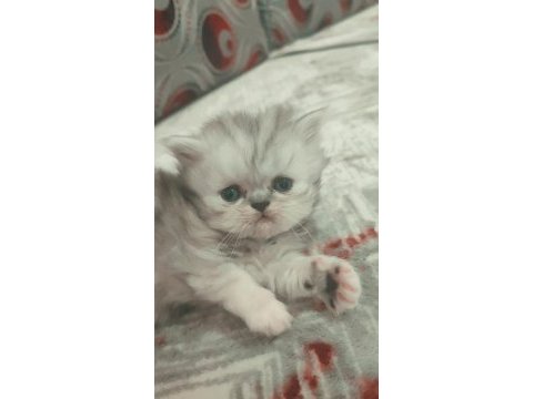 British shorthair