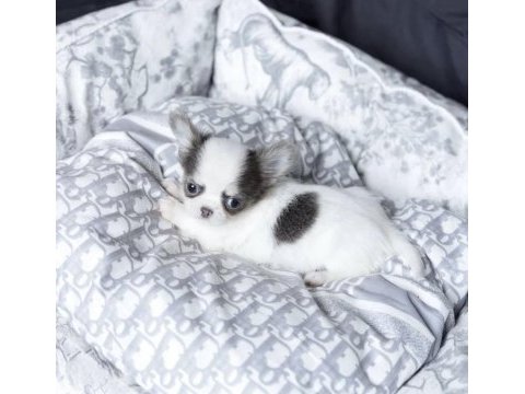 Birbirinden güzel safkan chihuahua yavrularımız