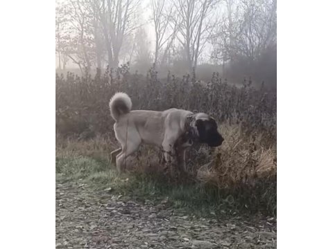 15 aylık erkek aslan köpeğimiz