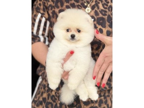 Ayı surat erkek pomeranian boo
