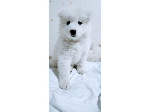 Eşsiz samoyed yavrularımız