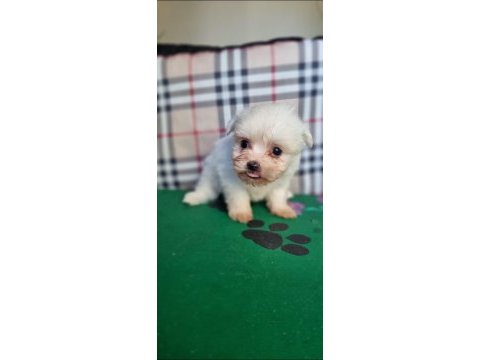 Safkan maltese bebekler