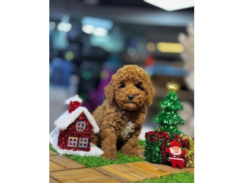 Yurt dışı girişli üst vasıf poodle bebekler