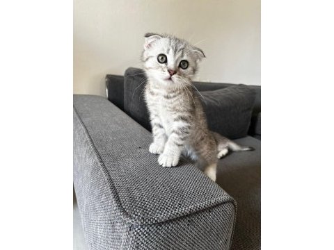 Safkan mini scottish fold ve british yavrular