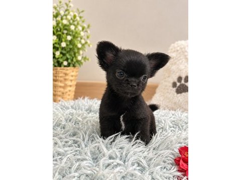 Siyahın en güzel tonu minik chıhuahua köpeğimiz