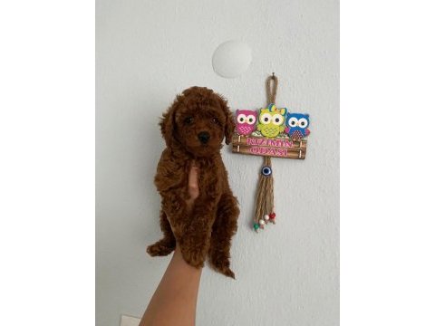 Red brown poodle yavrularim orijinal