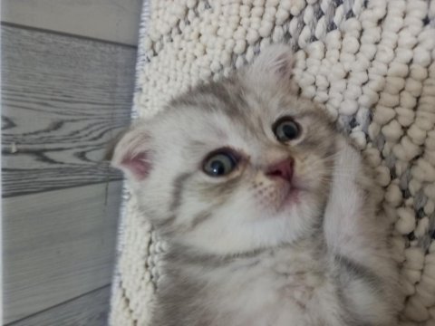 Yaz şekerleri scottish fold