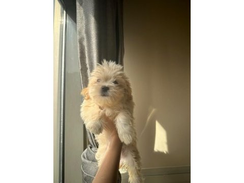 Poodle dan farksız maltipoo