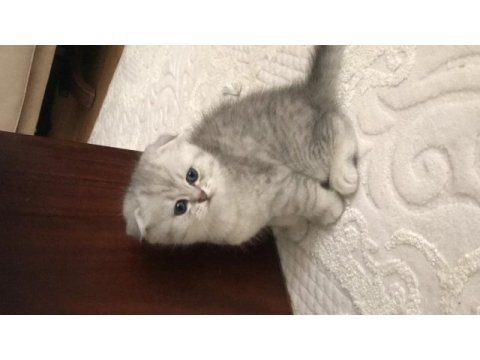 Scottish fold silver erkek yavrumuz teslime hazır