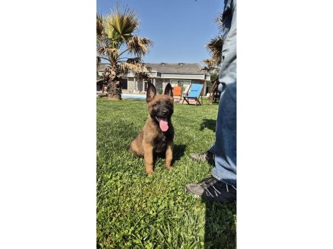 Efsane belçika malinois yavruları istanbul 