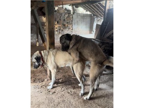 A++ kalite kangal sağlıklı yavrular sağlam kan