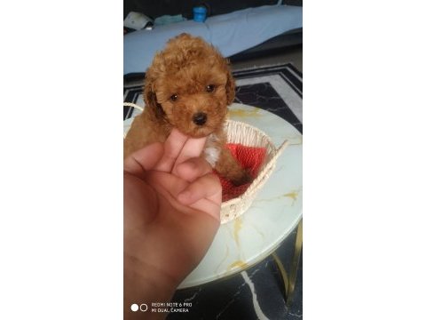 Poodle yavrular