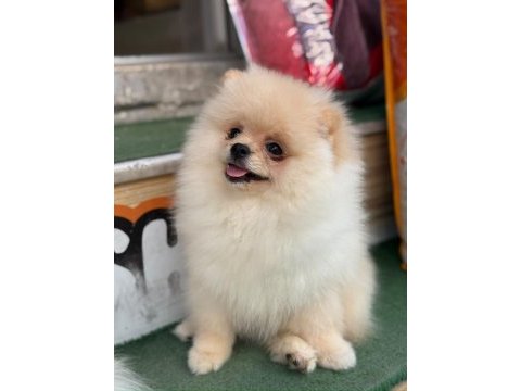 Premium pomeranian boo