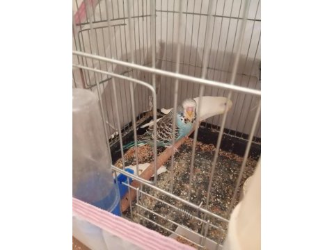 Show ve jumbo kırması muhabbet kuşu yavrular