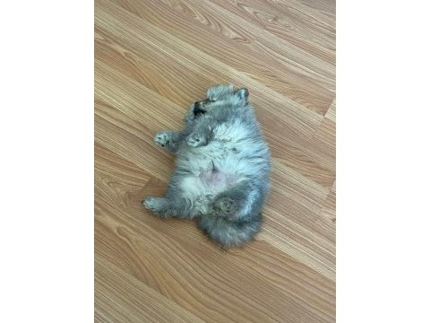 60 günlük pomeranian yavrumuz
